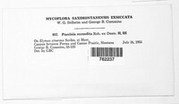 Puccinia recondita image